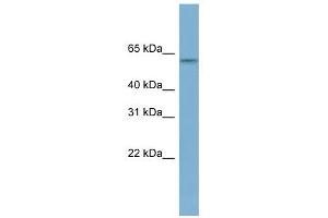 MYBPH antibody used at 1 ug/ml to detect target protein. (MYBPH Antikörper  (N-Term))