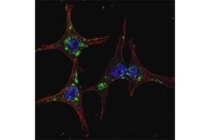 Fluorescent confocal image of HeLa cells stained with SYVN1 antibody. (SYVN1 Antikörper  (AA 586-617))