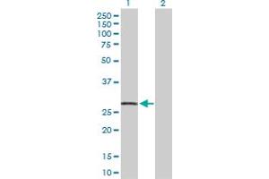 Western Blot analysis of CDKN1A expression in transfected 293T cell line by CDKN1A MaxPab polyclonal antibody. (p21 Antikörper  (AA 1-164))