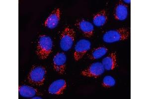 IF analysis of OGDHL using anti-OGDHL antibody (ABIN7598933). (OGDHL Antikörper  (AA 1-1010))