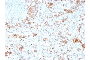 Formalin-fixed, paraffin-embedded human Spleen stained with Granzyme B Monospecific Mouse Monoclonal Antibody (GZMB/3055). (GZMB Antikörper  (AA 73-187))