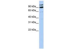 Image no. 1 for anti-LON Peptidase N-terminal Domain and Ring Finger 3 (LONRF3) (AA 612-661) antibody (ABIN6740816) (LONRF3 Antikörper  (AA 612-661))