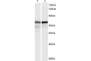 Western Blotting (WB) image for anti-Hexamethylene Bis-Acetamide Inducible 1 (HEXIM1) antibody (ABIN5892393) (HEXIM1 Antikörper)