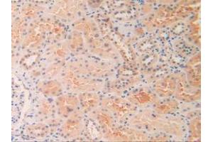 IHC-P analysis of Human Kidney Tissue, with DAB staining. (OIT3 Antikörper  (AA 297-506))