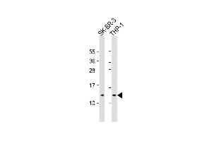 All lanes : Anti-RPS27 Antibody (C-Term) at1:2000 dilution Lane 1: SK-BR-3 whole cell lysate Lane 2: THP-1 whole cell lysate Lysates/proteins at 20 μg per lane. (RPS27 Antikörper  (AA 46-76))