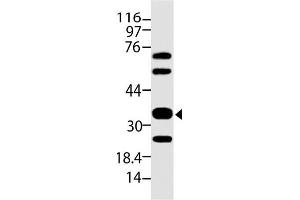 Image no. 1 for anti-Siglec H (AA 109-309) antibody (ABIN5027362) (Siglec H Antikörper  (AA 109-309))