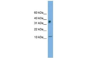 WB Suggested Anti-C15orf40 Antibody Titration: 0.