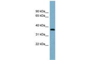 NEURL2 Antikörper  (AA 143-192)