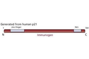 Image no. 3 for anti-Cyclin-Dependent Kinase Inhibitor 1A (p21, Cip1) (CDKN1A) antibody (ABIN967528) (p21 Antikörper)