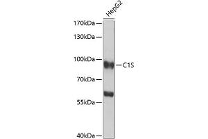 Western blot analysis of extracts of HepG2 cells, using C1S antibody (ABIN6127534, ABIN6137765, ABIN6137768 and ABIN6222606) at 1:1000 dilution. (C1S Antikörper  (AA 479-688))
