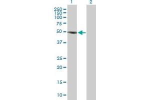 Western Blot analysis of SOCS5 expression in transfected 293T cell line by SOCS5 MaxPab polyclonal antibody.