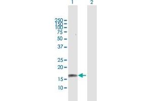 Western Blot analysis of GRIN2C expression in transfected 293T cell line by GRIN2C MaxPab polyclonal antibody. (GRIN2C Antikörper  (AA 1-171))