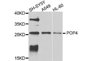 Western blot analysis of extracts of various cells, using POP4 antibody. (RPP29 Antikörper)