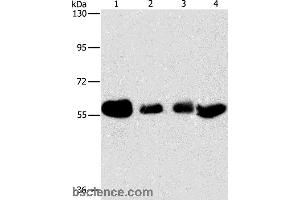 Western blot analysis of Hela, MCF7, A549 and Lovo cell, using API5 Polyclonal Antibody at dilution of 1:500