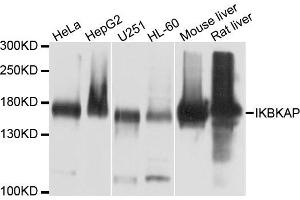 Western blot analysis of extracts of various cells, using IKBKAP antibody. (IKAP/p150 Antikörper)
