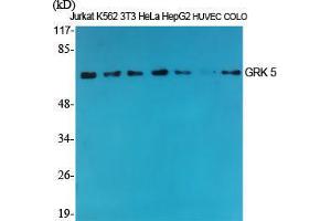 Western Blot (WB) analysis of specific cells using GRK 5 Polyclonal Antibody. (GRK5 Antikörper  (Internal Region))