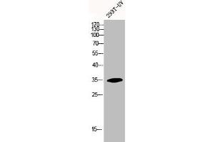 Western Blot analysis of 293T-UV cells using HoxA11/D11 Polyclonal Antibody (HOXA11/D11 Antikörper  (C-Term))