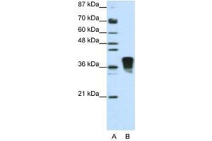 WB Suggested Anti-SFRS10  Antibody Titration: 1. (TRA2B Antikörper  (N-Term))