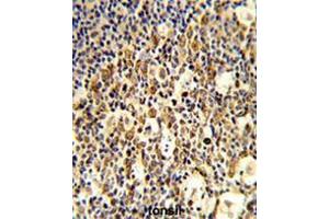 Formalin-fixed and paraffin-embedded human tonsil reacted with FCGR1B Antibody (C-term), which was peroxidase-conjugated to the secondary antibody, followed by DAB staining. (FCGR1B Antikörper  (C-Term))