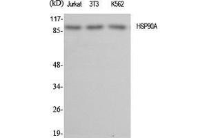 Western Blot (WB) analysis of specific cells using HSP90A Polyclonal Antibody. (HSP90AA1 Antikörper  (C-Term))