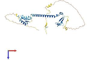 E2F5 Protein (E2F5) (AA 1-335) (His tag)