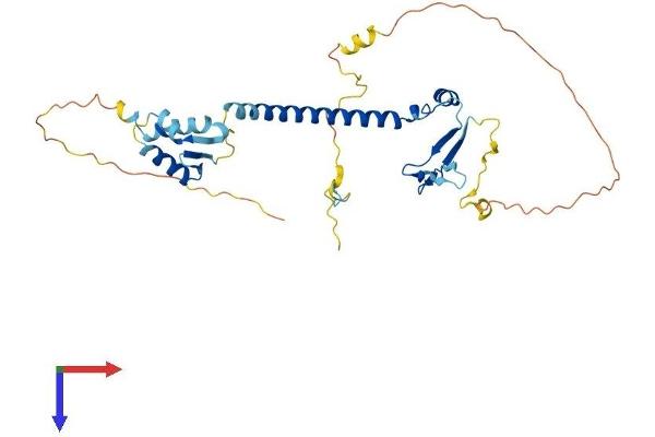 E2F5 Protein (E2F5) (AA 1-335) (His tag)