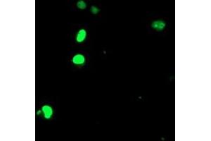 Anti-ELK3 mouse monoclonal antibody (ABIN2455067) immunofluorescent staining of COS7 cells transiently transfected by pCMV6-ENTRY ELK3 (RC203114). (ELK3 Antikörper)
