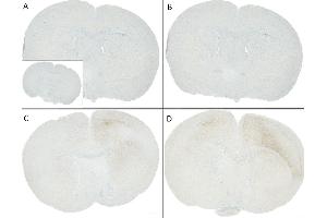 C57/BL6 mice were injected with sonicated recombinant mouse alpha synuclein monomers or fibrils at 8 weeks of age. (SNCA Antikörper  (pSer129) (FITC))