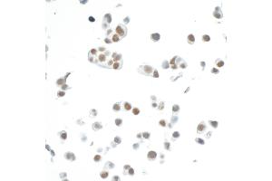 Immunocytochemistry (ICC) image for anti-Cyclin-Dependent Kinase 7 (CDK7) (AA 300-346) antibody (ABIN7454008) (Rekombinanter CDK7 Antikörper  (AA 300-346))