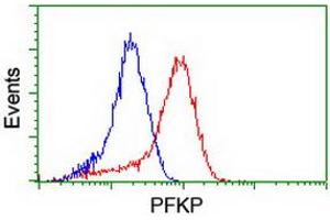 Flow cytometric Analysis of Hela cells, using anti-PFKP antibody (ABIN2455339), (Red), compared to a nonspecific negative control antibody, (Blue). (PFKP Antikörper)