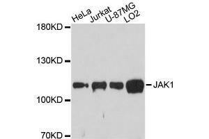 Western blot analysis of extracts of various cell lines, using JAK1 antibody. (JAK1 Antikörper)