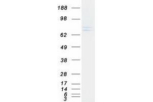 Western Blotting (WB) image for Chondroitin Polymerizing Factor (CHPF) protein (Myc-DYKDDDDK Tag) (ABIN2713993)