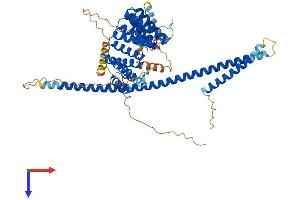 KLC2 Protein (AA 1-599) (His tag)