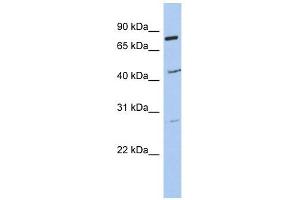 CCDC63 antibody used at 1 ug/ml to detect target protein. (CCDC63 Antikörper  (Middle Region))
