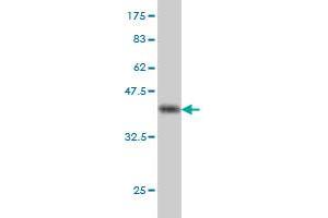 Western Blotting (WB) image for anti-Replication Factor C (Activator 1) 4, 37kDa (RFC4) (AA 254-363) antibody (ABIN562635)