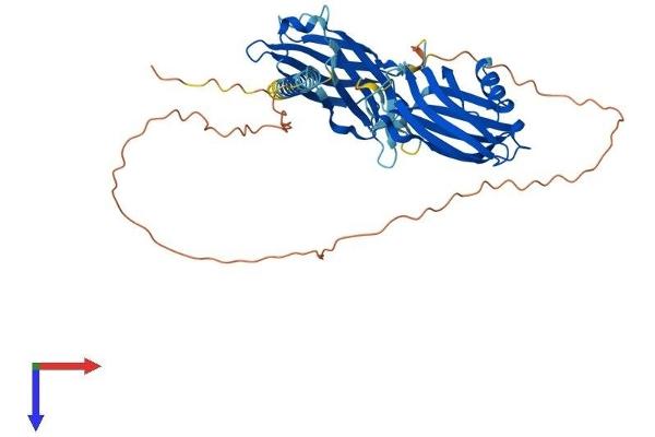 SYT11 Protein (AA 1-430) (His tag)