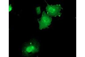 Immunofluorescence (IF) image for anti-Dual Specificity Phosphatase 23 (DUSP23) antibody (ABIN1497930) (DUSP23 Antikörper)