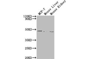 Western Blot Positive WB detected in: MCF-7 whole cell lysate, Mouse Liver tissue, Mouse Kidney tissue All lanes: NRXN1 antibody at 1:2000 Secondary Goat polyclonal to rabbit IgG at 1/50000 dilution Predicted band size: 47 kDa Observed band size: 47 kDa (Neurexin 1 Antikörper  (AA 184-363))