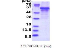 SDS-PAGE (SDS) image for Perilipin 2 (PLIN2) (AA 1-437) protein (T7 tag) (ABIN5853721)
