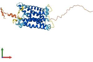 Protein Structure (PS) image for MAS-Related GPR, Member F (Mrgprf) (AA 1-343) protein (His tag) (ABIN7559821)