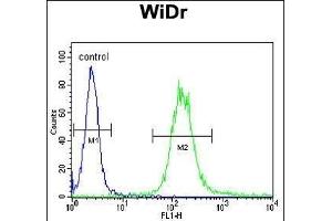 Flow Cytometry (FACS) image for anti-Insulin-Like Growth Factor 1 Receptor (IGF1R) (AA 51-77), (N-Term) antibody (ABIN652374)