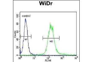 IGF1R Antibody (N-term K66) (ABIN652374 and ABIN2841778) flow cytometric analysis of WiDr cells (right histogram) compared to a negative control (PBS alone) (left histogram). (IGF1R Antikörper  (N-Term))