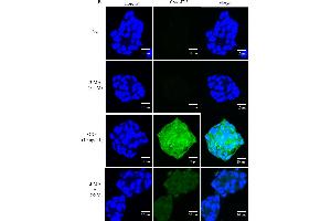 Immunofluorescence (Cultured Cells) (IF (cc)) image for anti-Mucin 2, Oligomeric Mucus/gel-Forming (MUC2) (C-Term) antibody (ABIN2854828)