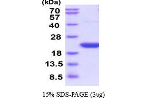 PPIF Protein (AA 30-206) (His tag)