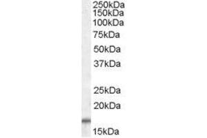 Image no. 1 for anti-Cytochrome C Oxidase Subunit IV Isoform 1 (COX4I1) (C-Term), (Isoform 1), (Isoform 2) antibody (ABIN401531) (COX IV Antikörper  (C-Term, Isoform 1, Isoform 2))