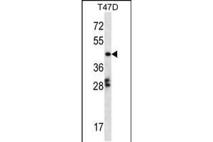 Western Blotting (WB) image for anti-GA Repeat Binding Protein, beta 1 (GABPB1) (AA 337-365), (C-Term) antibody (ABIN5538566)
