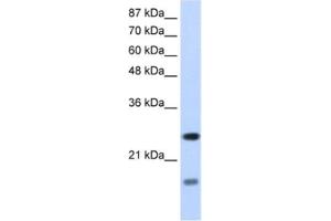 Western Blotting (WB) image for anti-Signal Recognition Particle 14kDa (Homologous Alu RNA Binding Protein) (SRP14) antibody (ABIN2462140) (SRP14 Antikörper)