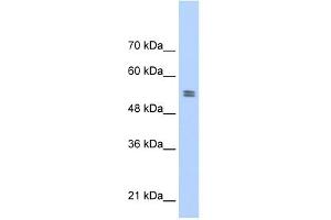 PTBP1 antibody used at 1 ug/ml to detect target protein. (PTBP1 Antikörper  (N-Term))