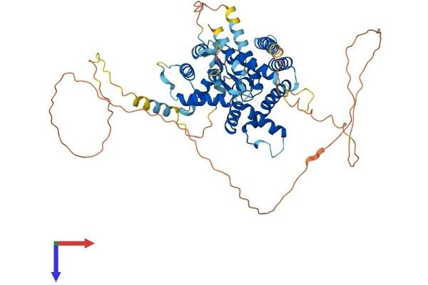 PARPBP Protein (AA 1-579) (His tag)