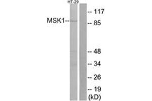Western blot analysis of extracts from HT-29 cells, using MSK1 (Ab-376) Antibody. (MSK1 Antikörper  (AA 343-392))